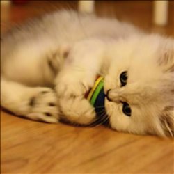 Pet Cat Toys Kitten Soft Foam Rainbow Play Balls 